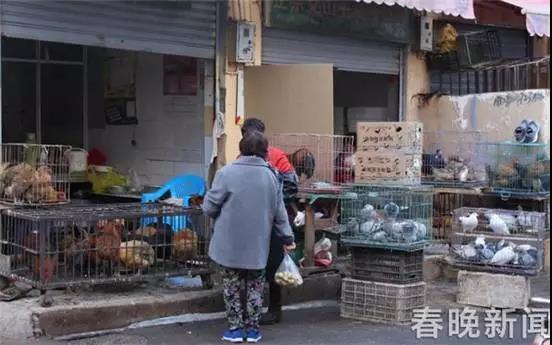 昆明二环内活鸡交易不绝 律师建议：出台监管细则