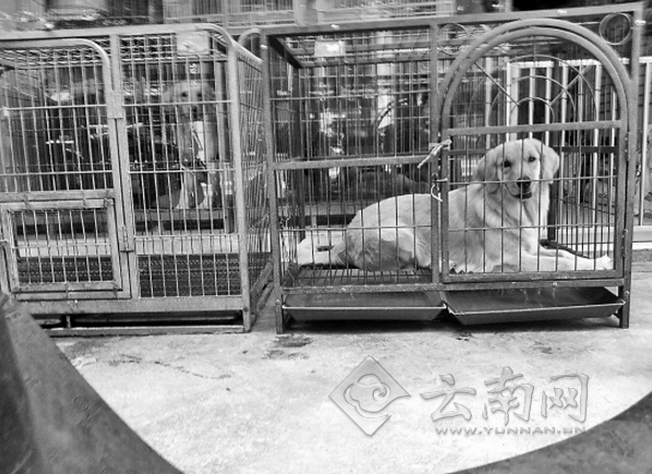 春城晚报：宠物狗寄养后染病死 行业规范缺失索赔难